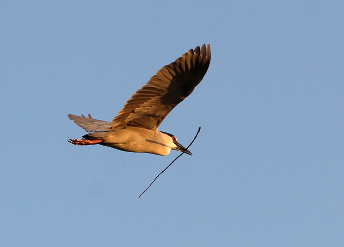 Building the nest.JPG