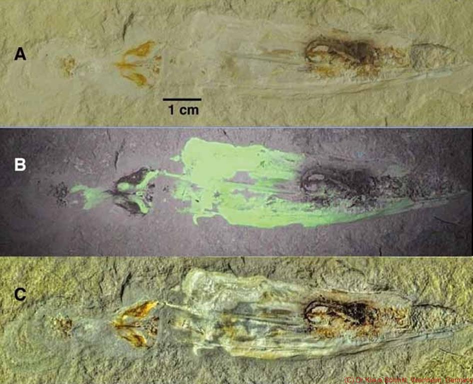 Larson et al Schmitt_c.jpg