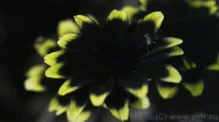 o2/08/747708/1/142005984.lxAnFeLv.Ant_Zinnia.gif