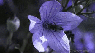Bee_Campanula.gif