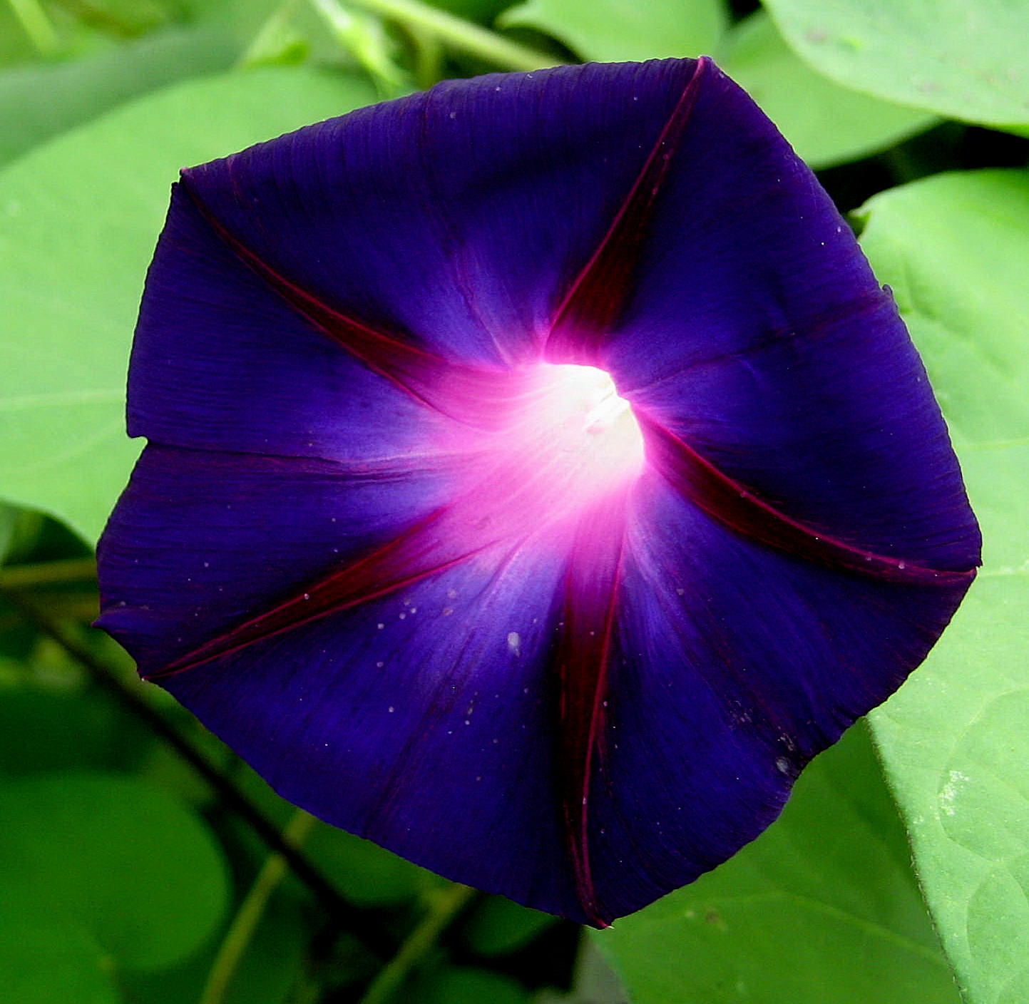 Dark Blue Morning Glory