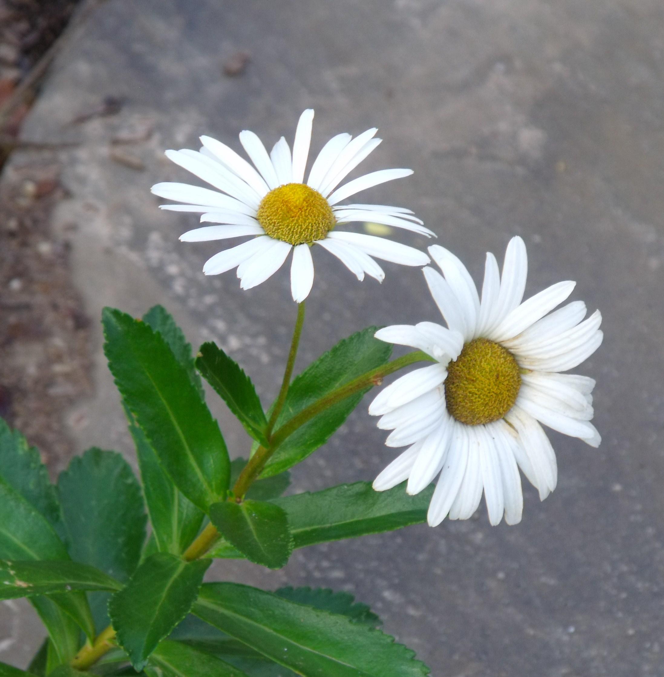 Garden Daisies