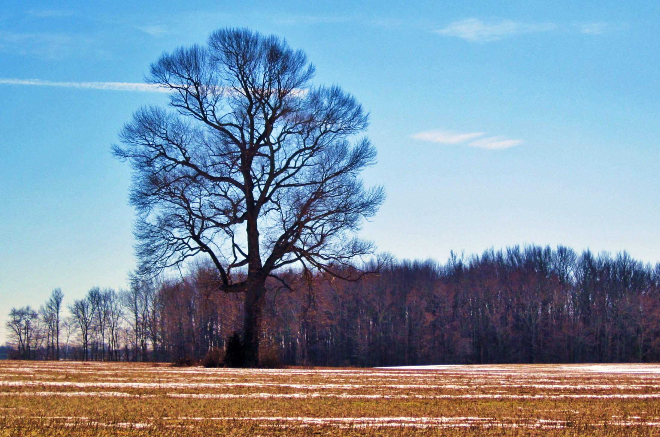 Winter Field