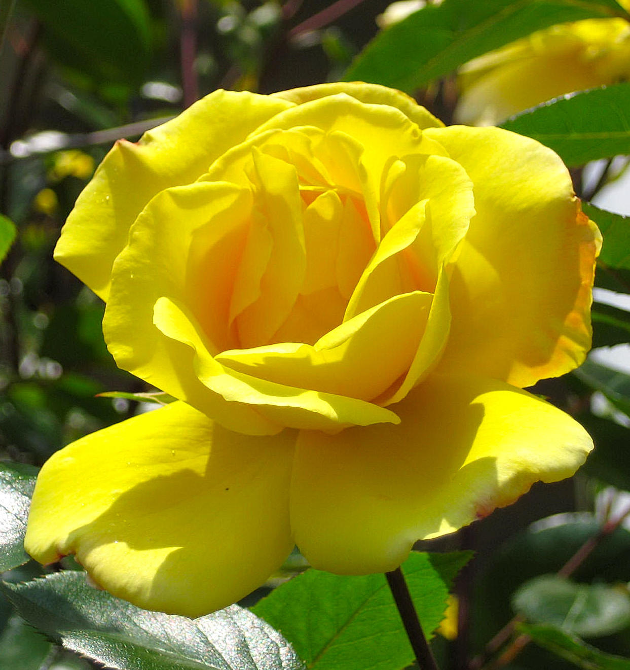Yellow Rose
