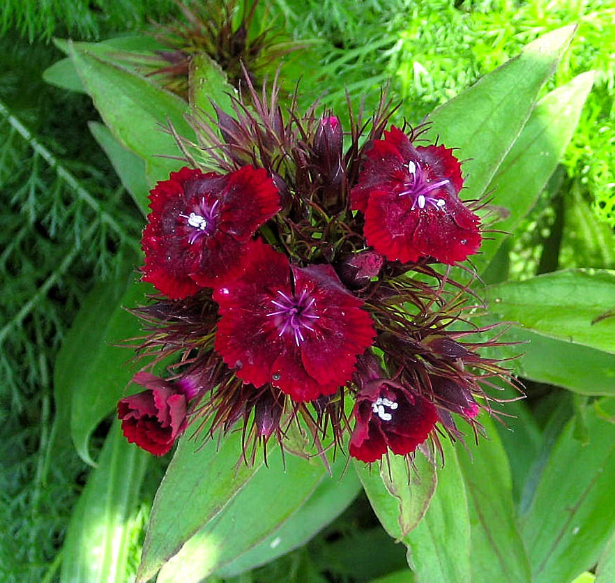 Pretty Flower