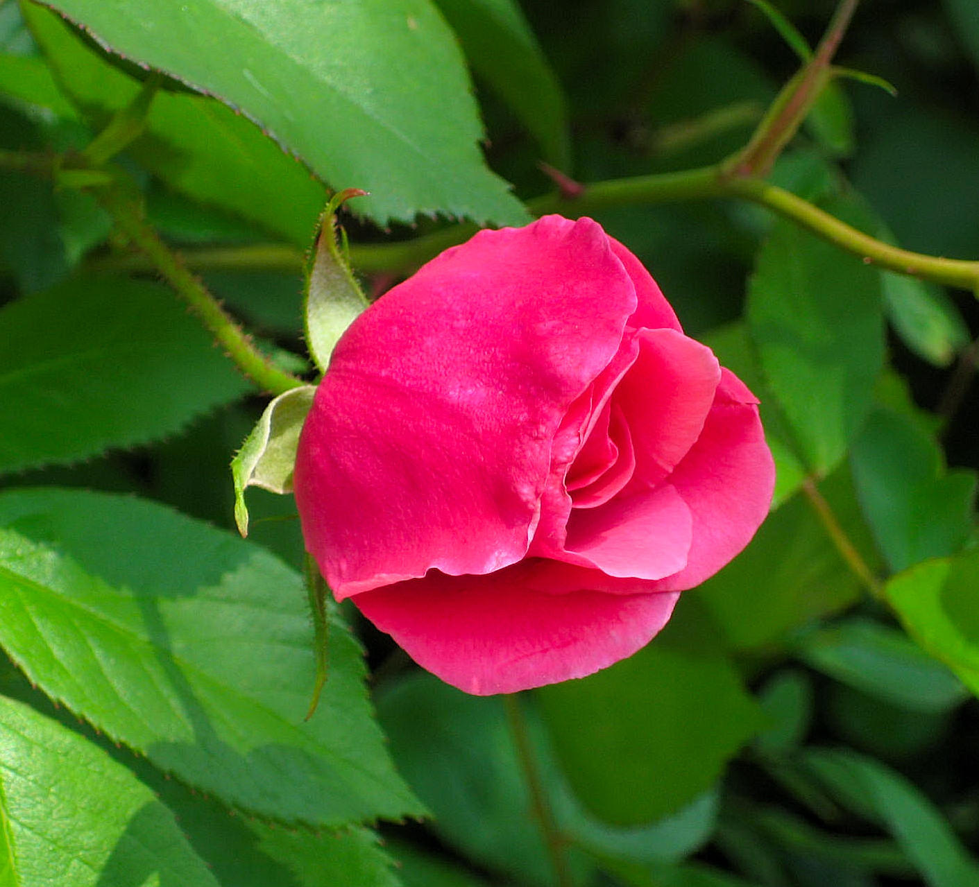 Pink Rose Bud