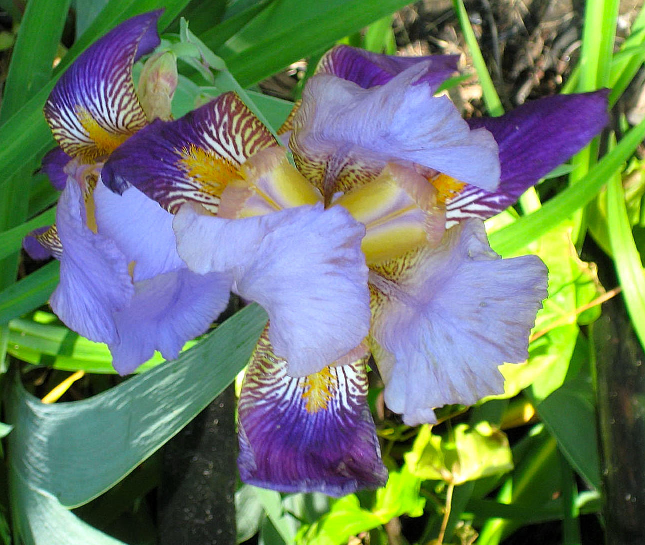 Blue Fancy Iris