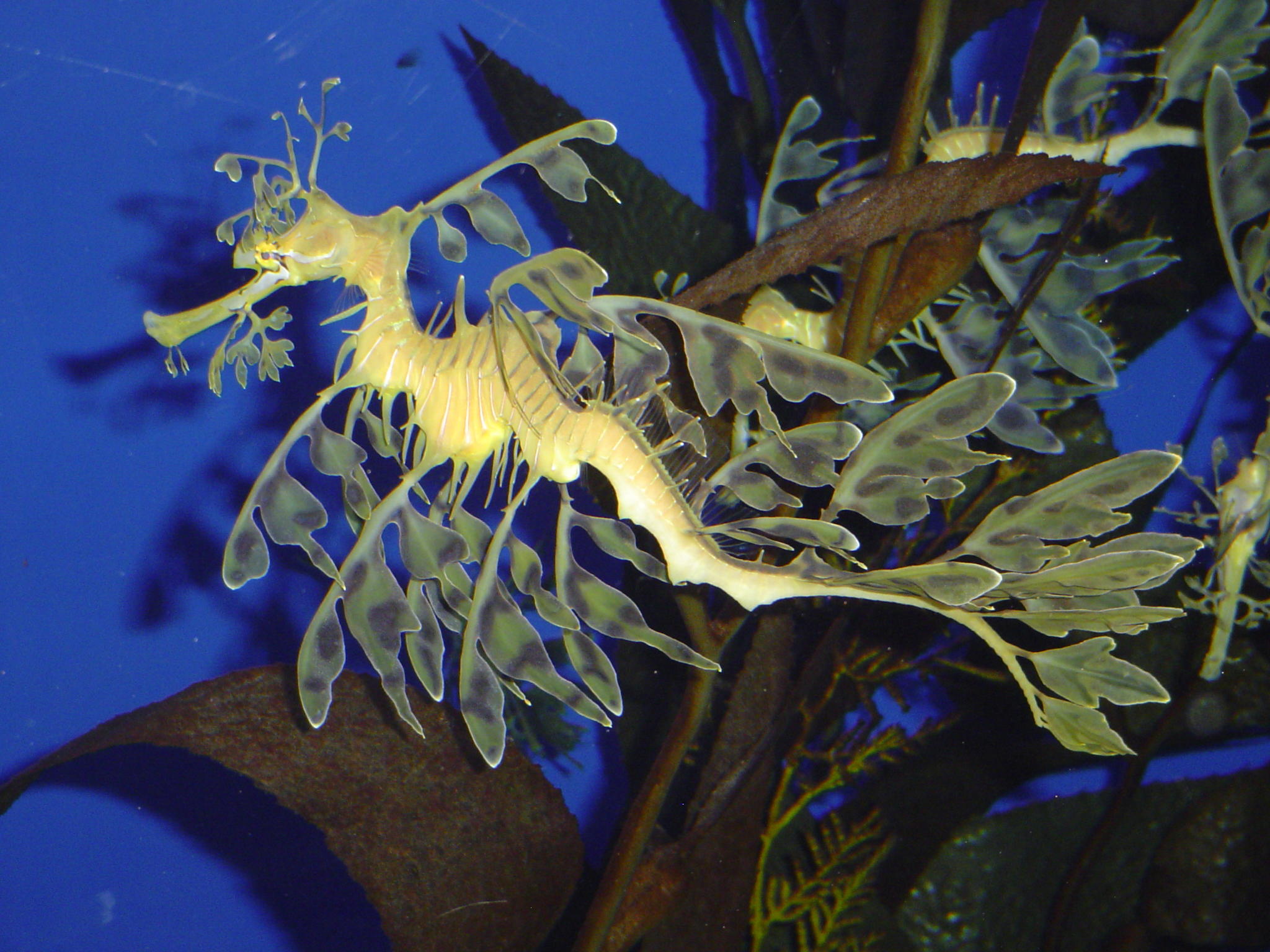 Fancy Seahorse