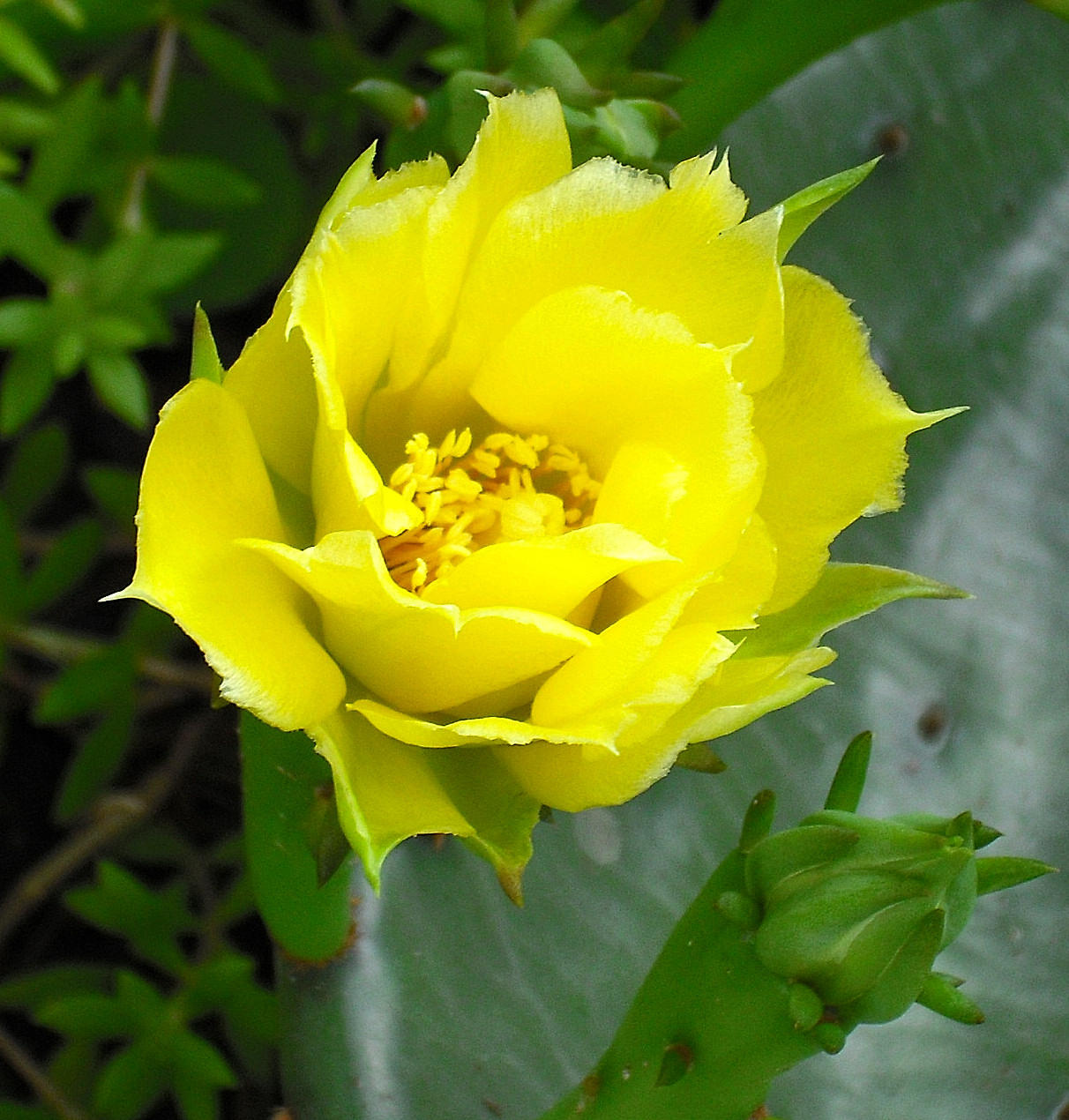 Yellow Cactus Flower
