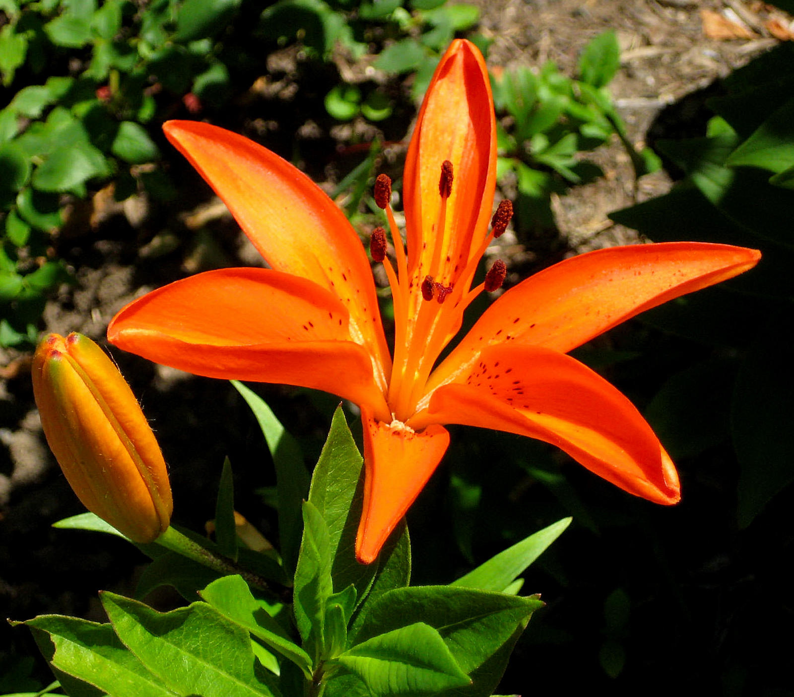 Orange Lilly