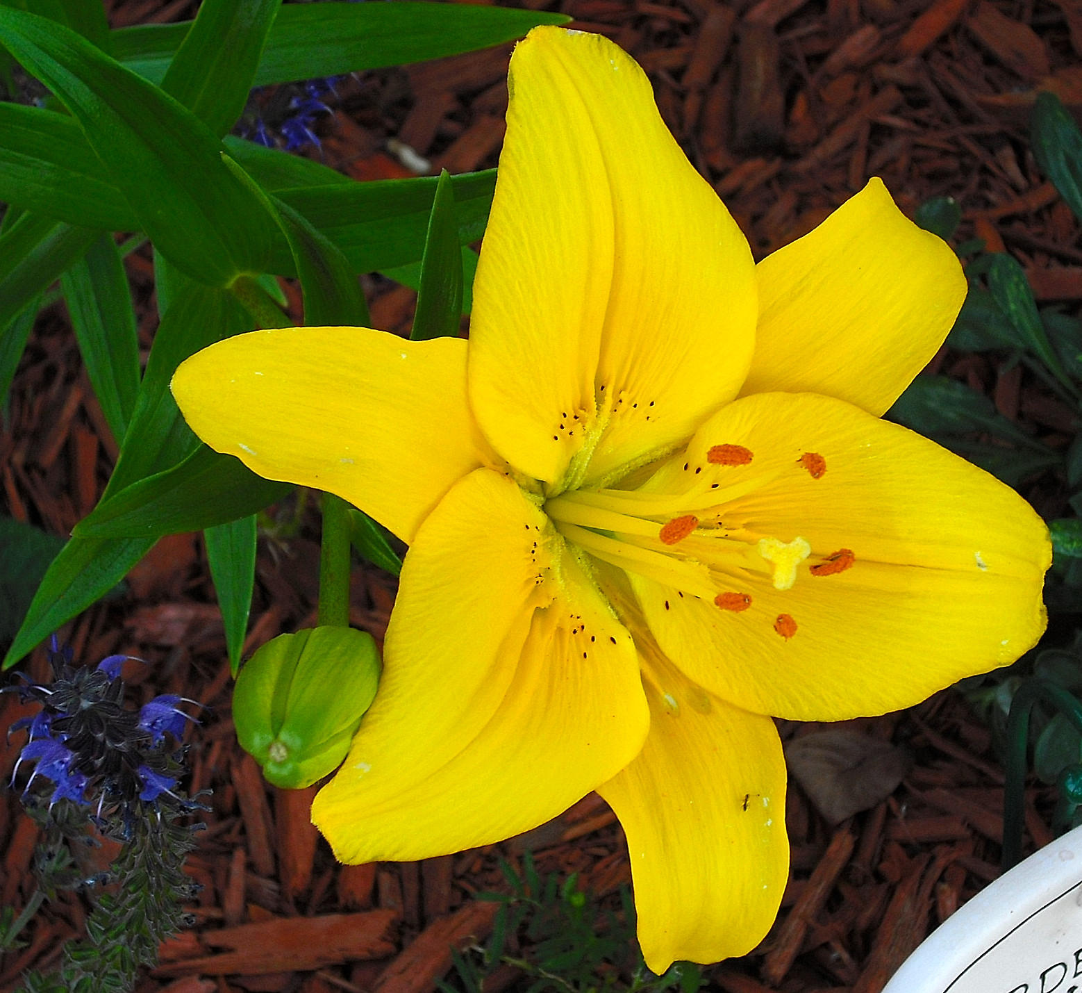 Yellow Lilly