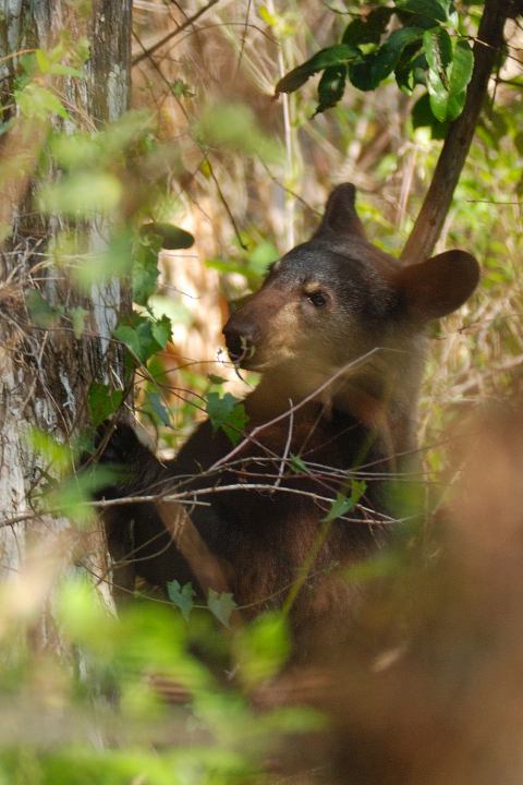 Ours noir de Floride (Florida black bear)