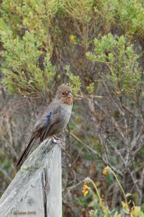 Tohi de Californie (California towhee)