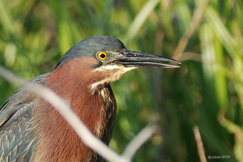 Hron vert (Green heron)