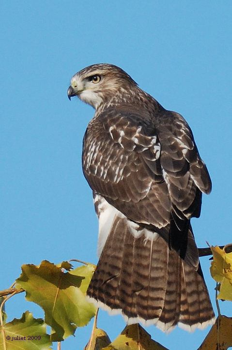 Buse  queue rousse (Red-tailed hawk)