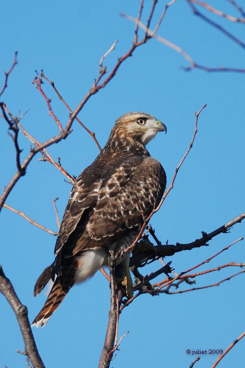 Buse  queue rousse (Red-tailed hawk)