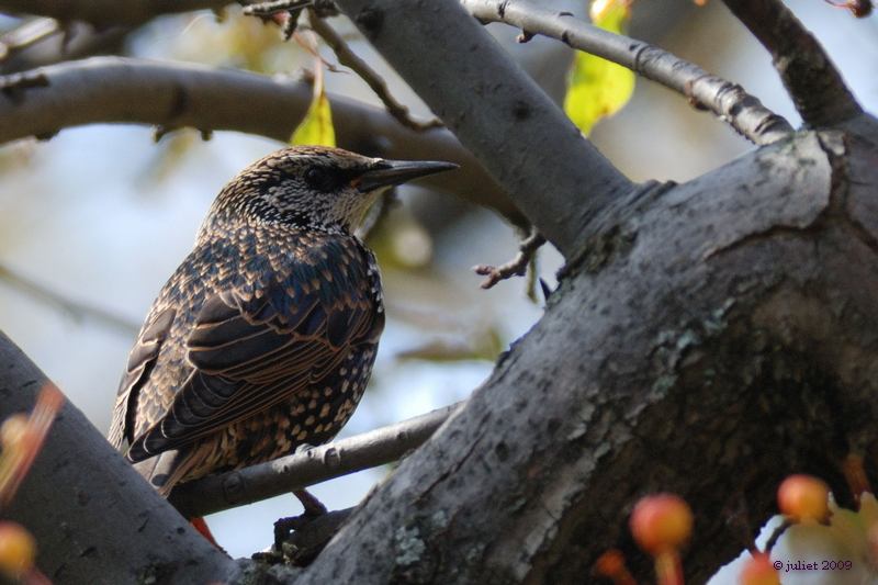 tourneau sansonnet (Starling)