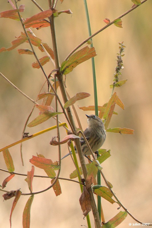 Paruline  croupion jaune (Yellow-rumped warbler)