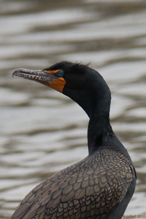 Cormoran  aigrettes (Double-crested cormorant)