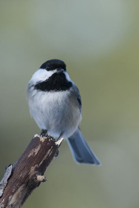 Msange  tte noire (Black-capped chickadee)