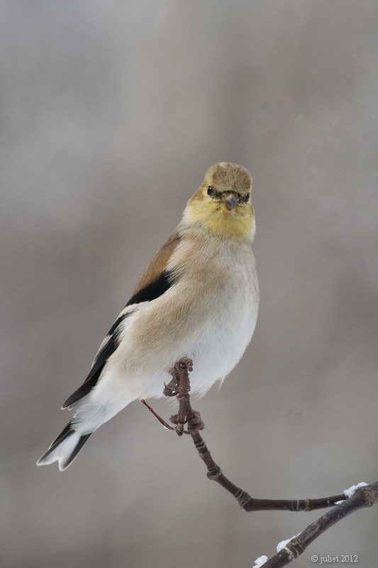 Chardonneret jaune (American goldfinch)