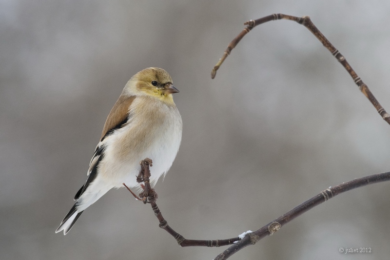 Chardonneret jaune (American goldfinch)