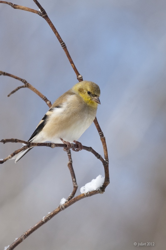 Chardonneret jaune (American goldfinch)