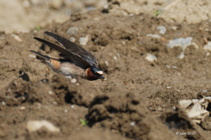 Hirondelle  front blanc (Cliff swallow)