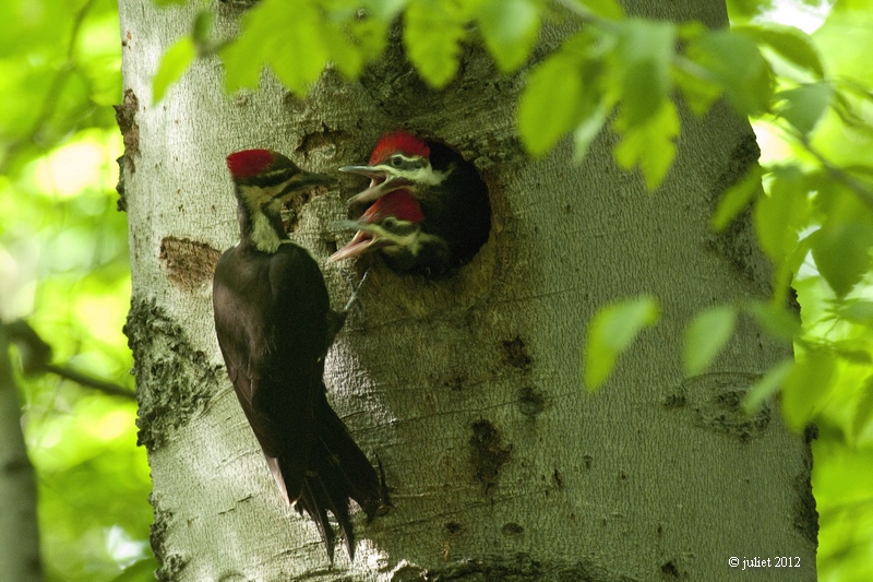 Grand pic (Pileated woodpecker)