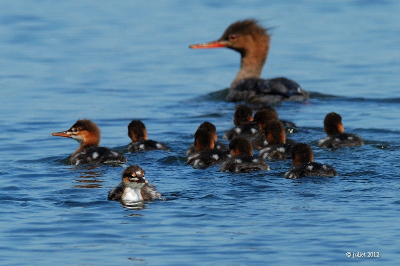 Harle hupp (Red-breasted Merganser)