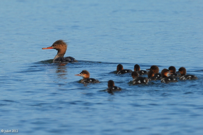 Harle hupp (Red-breasted Merganser)