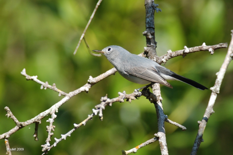 Gobemoucheron gris-bleu (Blue-gray Gnatcatcher)