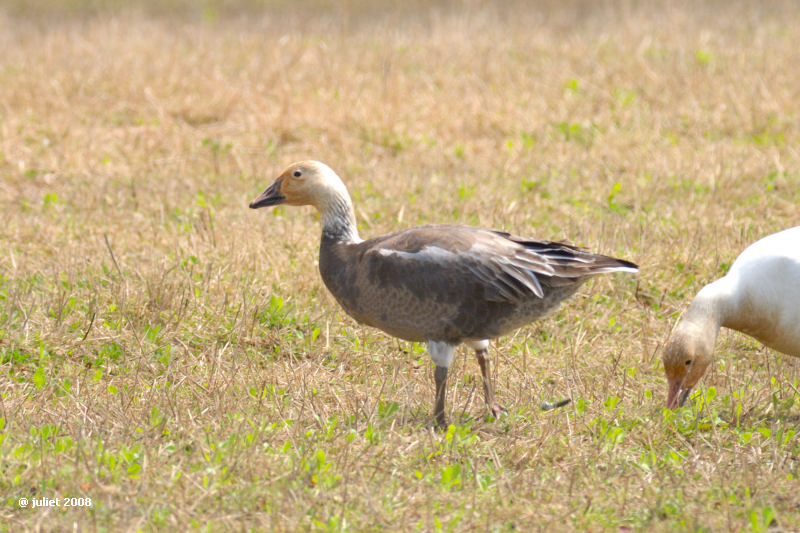Grande oie des neiges (Snow goose)
