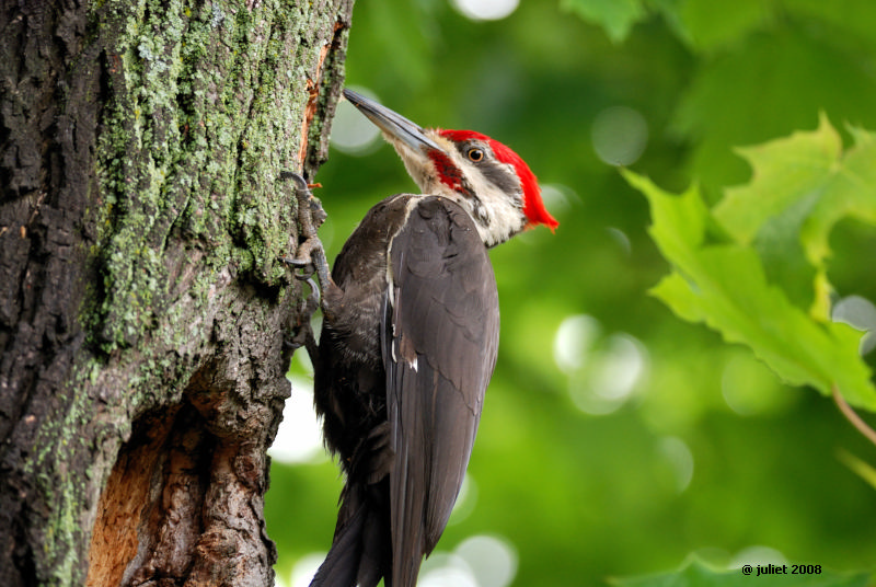 Grand Pic male (Pileated woodpecker)