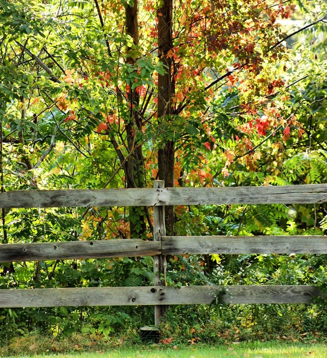 Beyond Our Fence