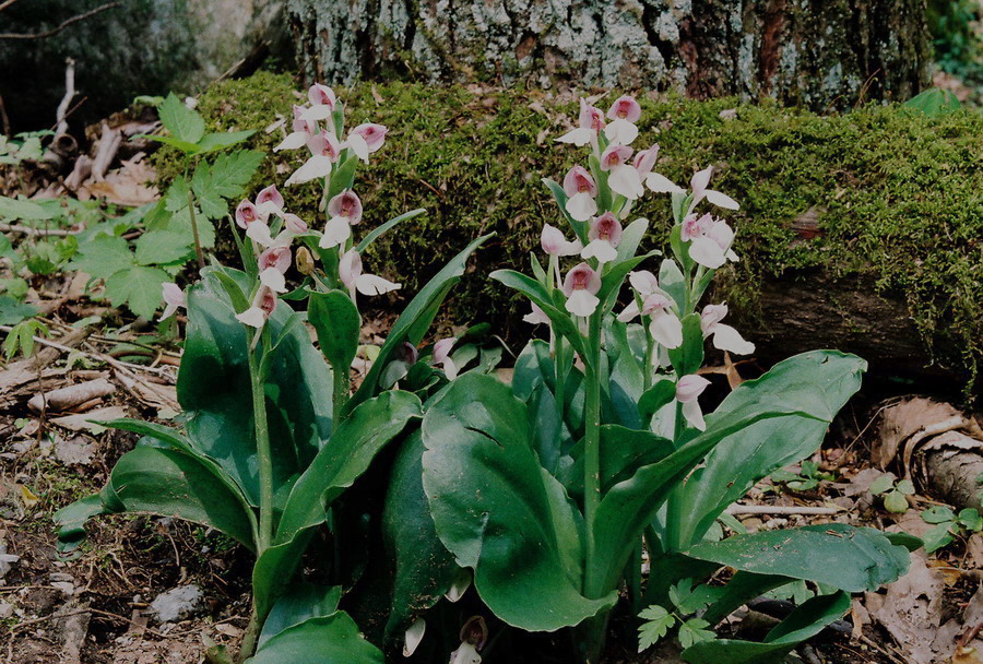  Galearis spectabilis. As the flowers mature, the dorsal sepal stands erect and  they open up fully.  