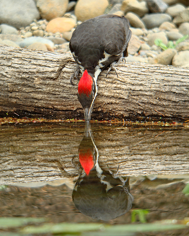 Pileated Woodpecker, female drinking 12/2009