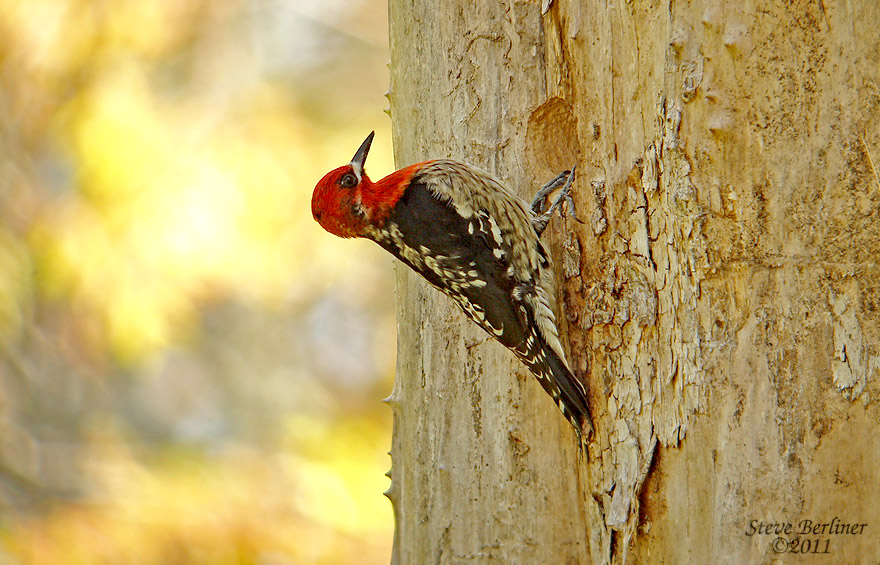 Red-breasted Sapsucker