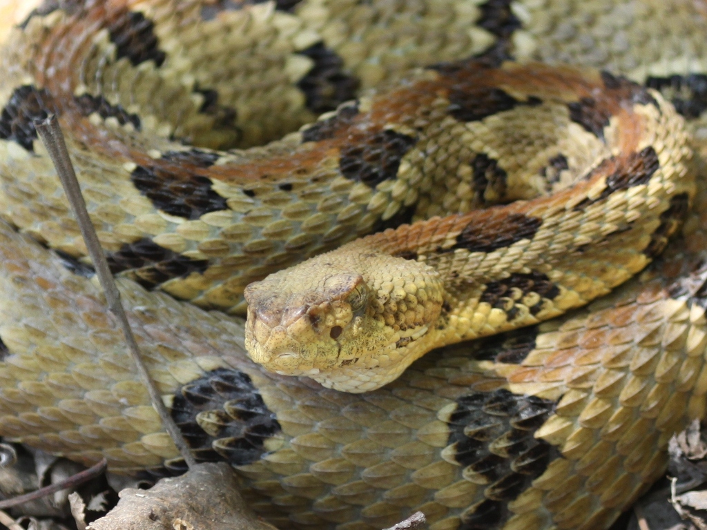 Timber Rattlesnake