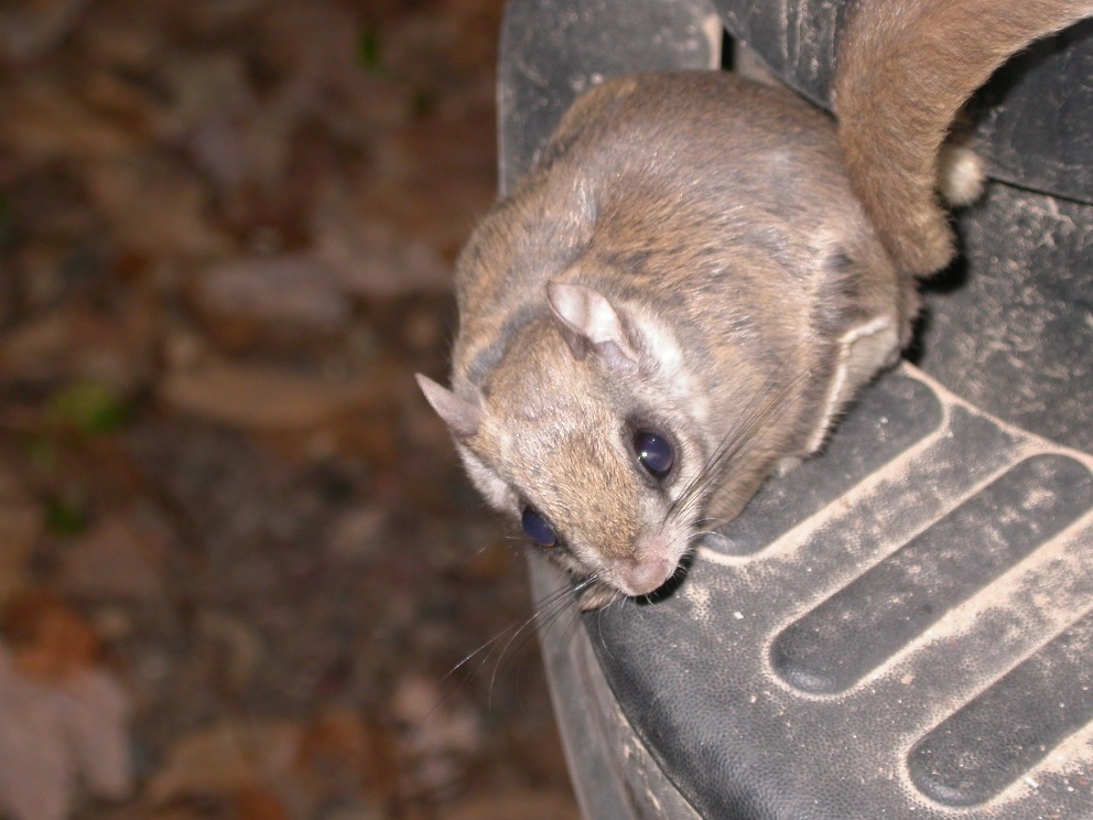 Northern Flying Squirrel