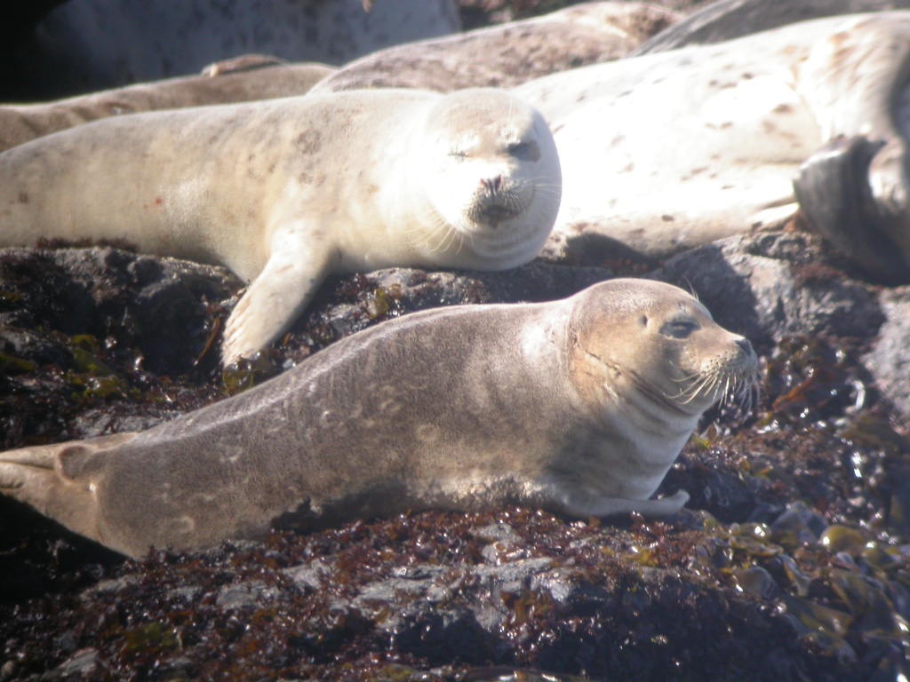Harbor Seal