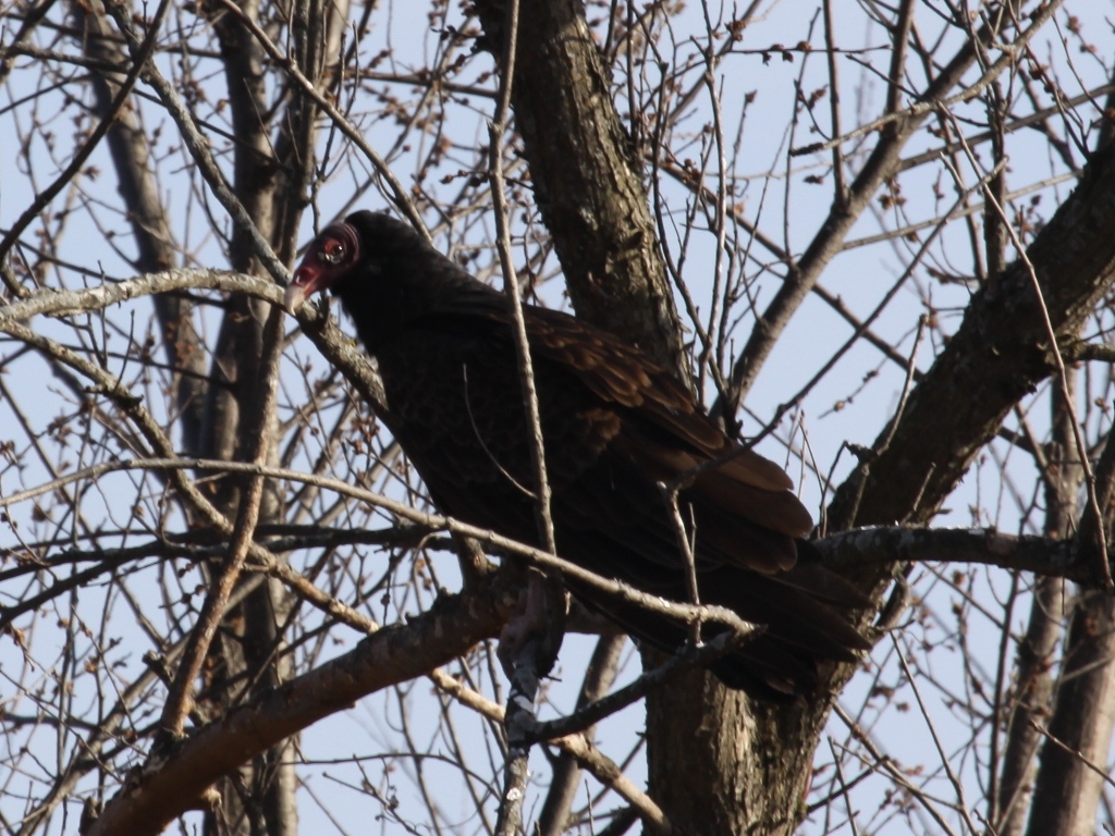 Turkey Vulture
