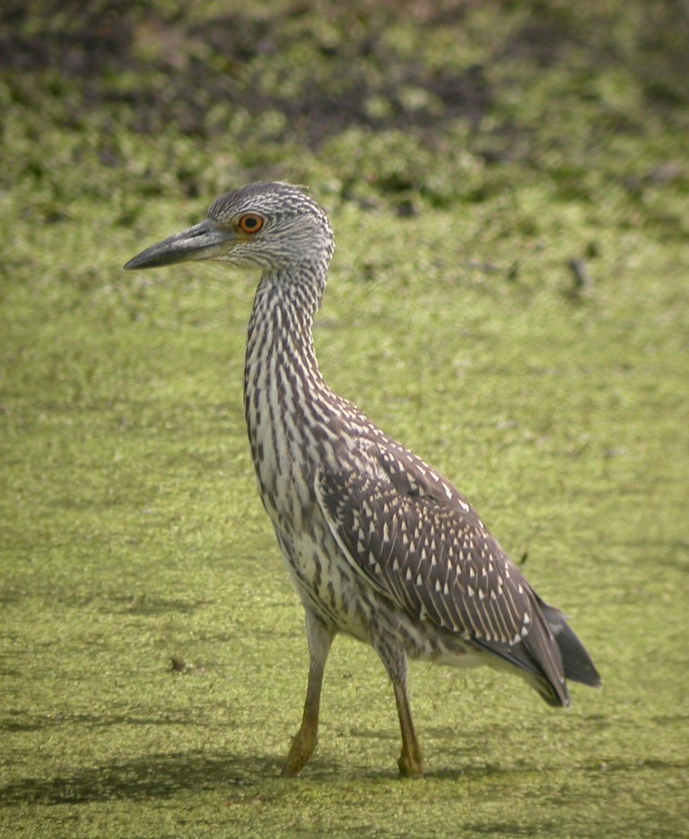 Yellow-Crowned Night Heron