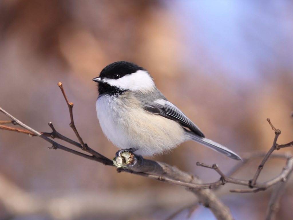 Black-Capped Chickadee