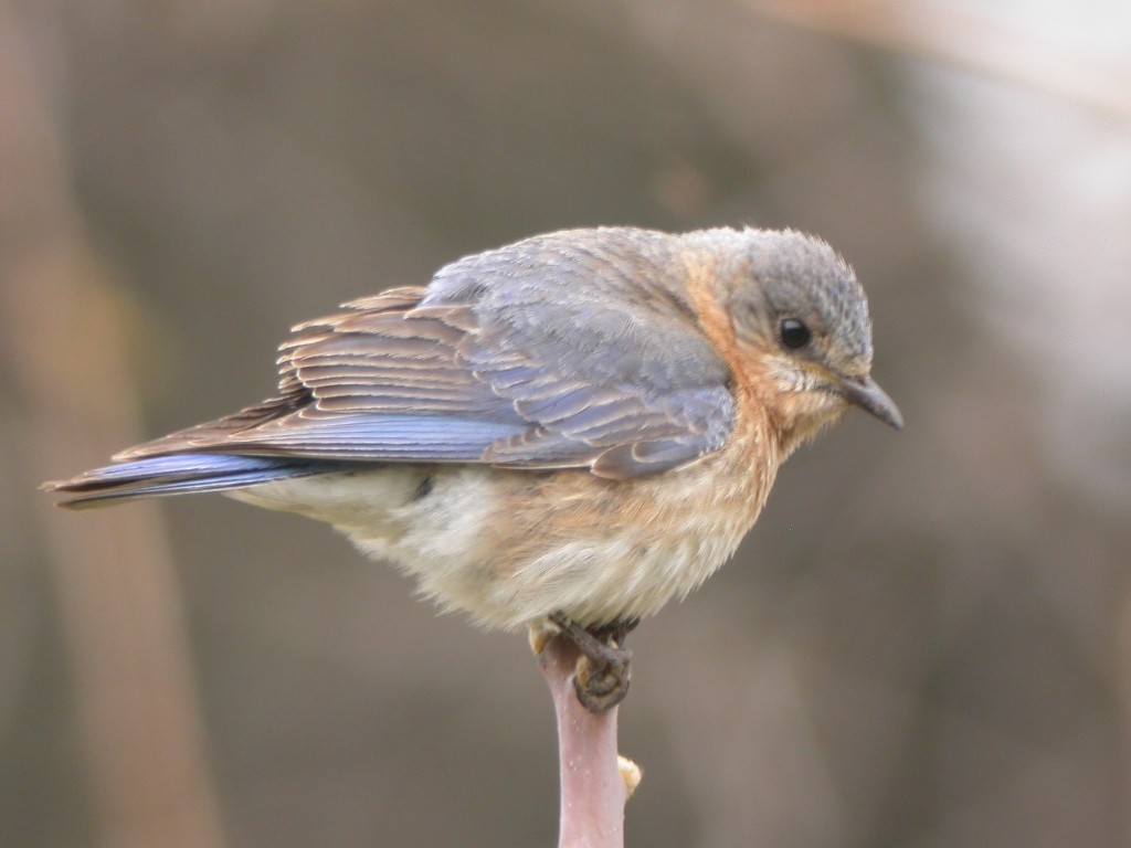 Eastern Bluebird