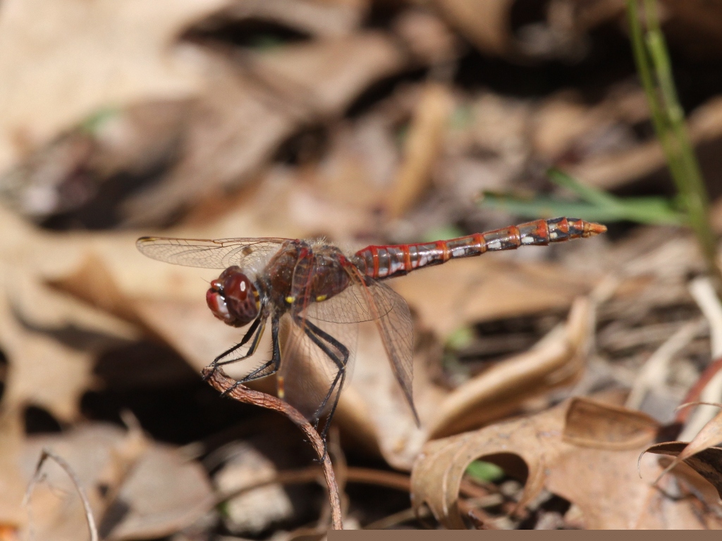 Variegated Meadowhawk