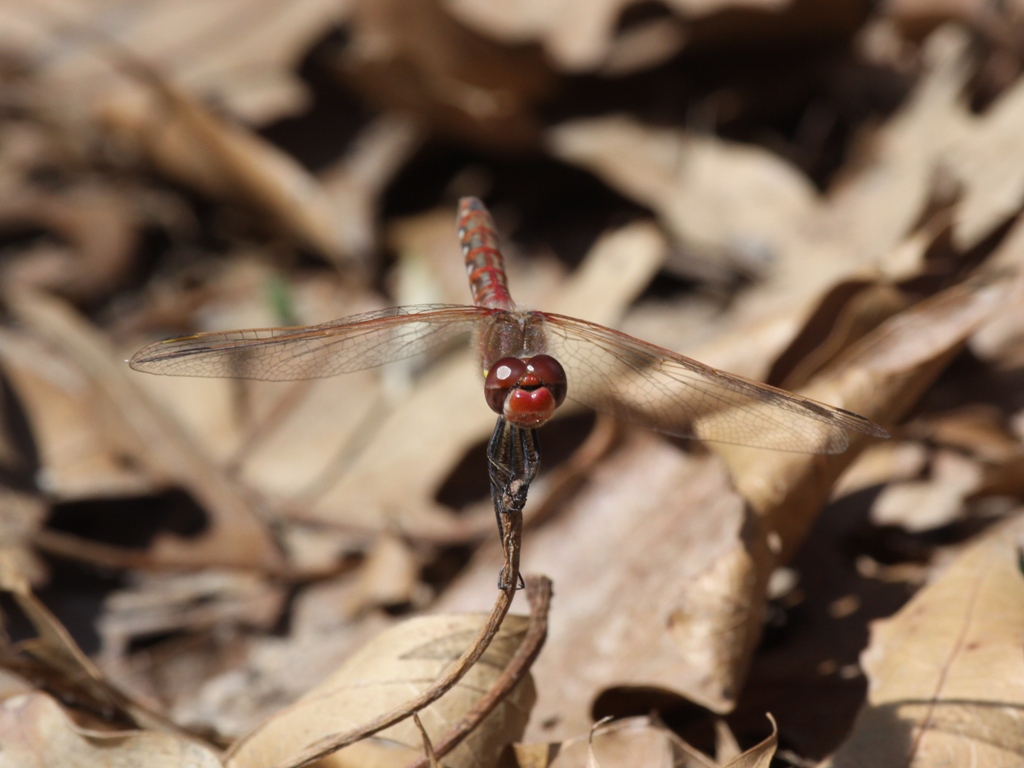 Variegated Meadowhawk