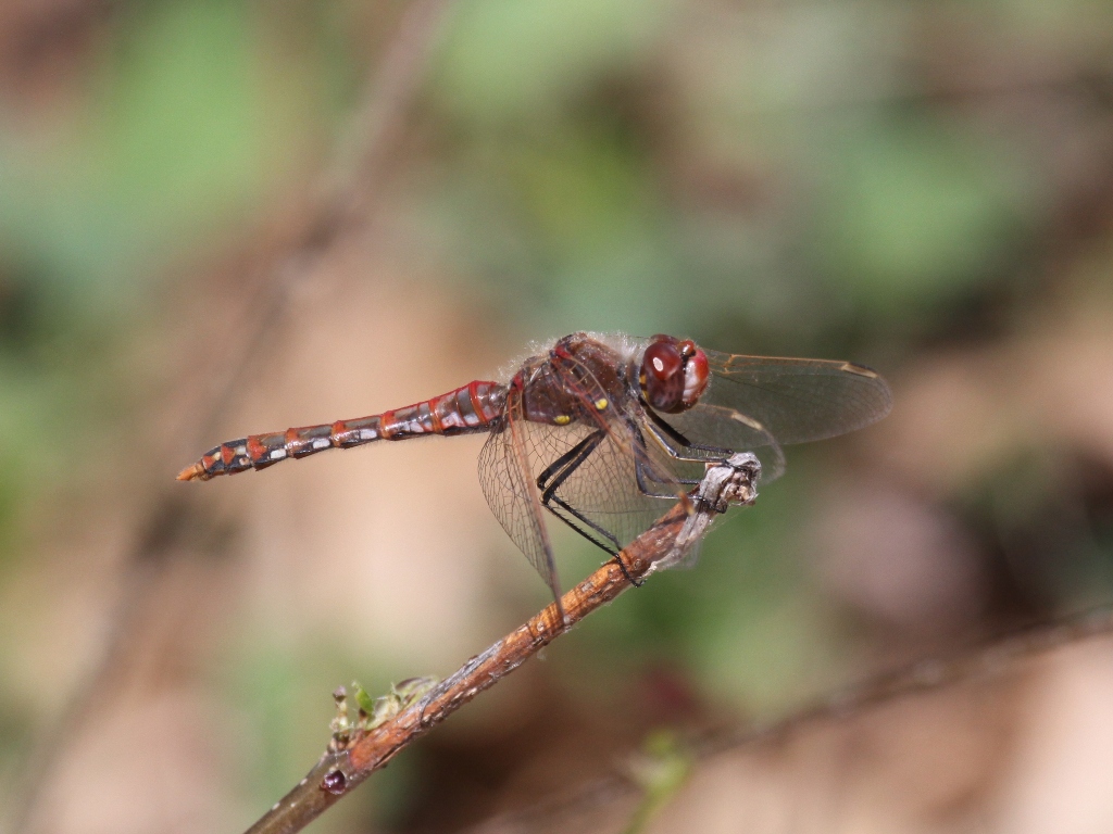 Variegated Meadowhawk