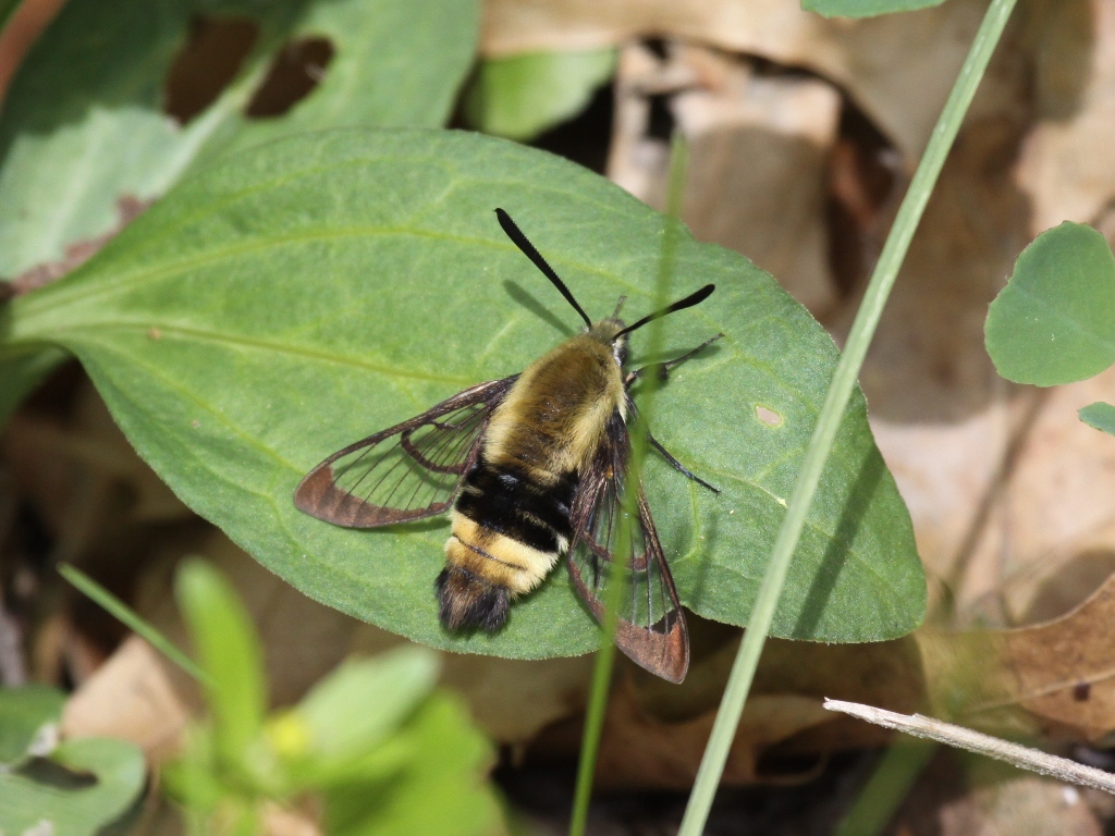 Snowberry Clearwing Moth