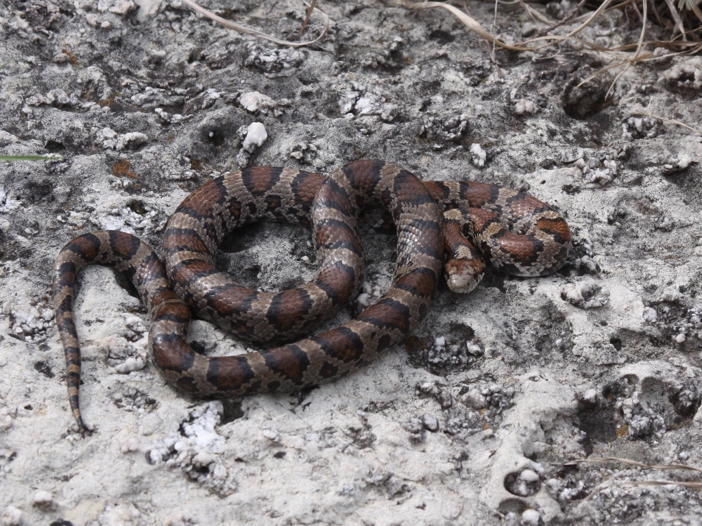 Eastern Milk Snake